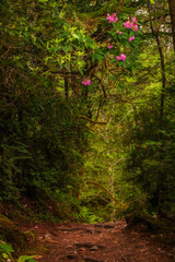 Rhododendrons hang above a trail in Redwood National Park in the springtime