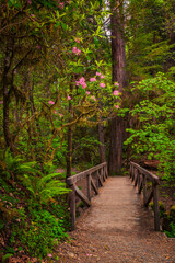 Rhododendrons above a foot bridge in the springtime in Redwood National Park