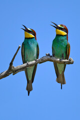 Bienenfresser // European bee-eater (Merops apiaster)