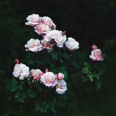 Fototapeta na wymiar Distant Drums rose in the garden, a rare beauty, pink roses in the dark