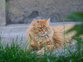 Naklejka na ściany i meble A portrait of a ginger cat that is lying outside and looking into the distance