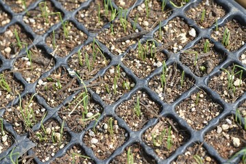 Fototapeta premium 長ネギ（シロネギ）栽培。発芽と定植・家庭菜園