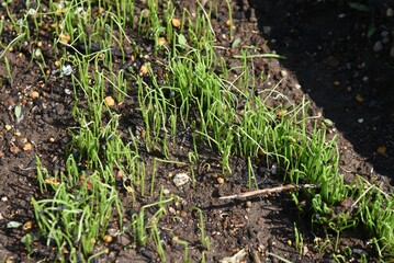長ネギ（シロネギ）栽培。発芽と定植・家庭菜園