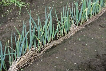 長ネギ（シロネギ）栽培。発芽と定植・家庭菜園