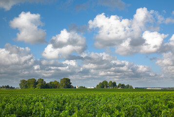 Vineyard of Pauillac, Chateau Latour, Pichon and Comtesse