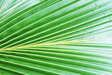Obraz premium green background, structure of a green palm leaf close up, background