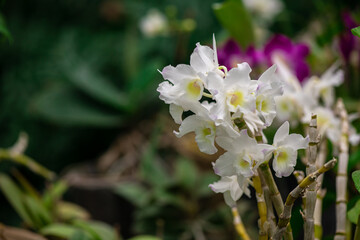 Blooming beautiful orchid flowers in a tropical greenhouse, nature and gardening
