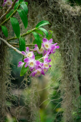 Blooming beautiful orchid flowers in a tropical greenhouse, nature and gardening