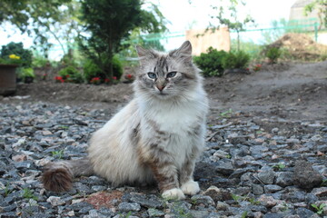 Naklejka na ściany i meble a gray blonde cat sits on rocks with blue eyes sitting on rocks. Urban animals. Keeping animals at home