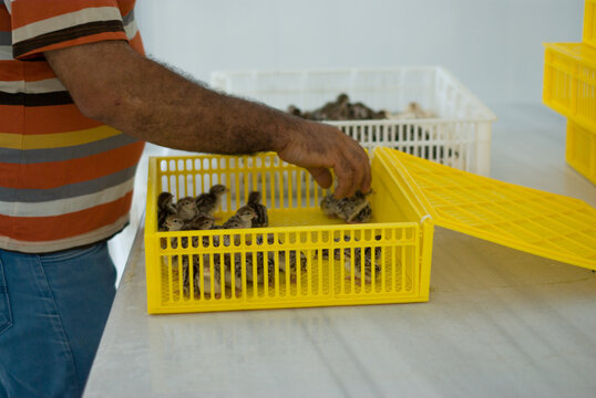 Chukar partridge (Alectoris chukar) chicks in the basket. A worker is selecting partridges after hatching. 