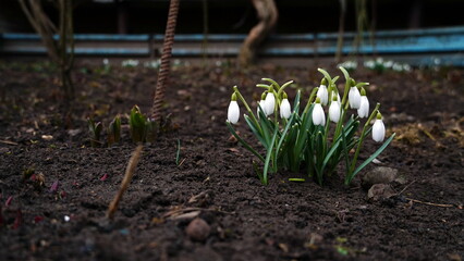 Flowers snowdrops in garden, sunlight. First beautiful snowdrops in spring. Common snowdrop blooming. Galanthus nivalis bloom in spring forest. Snowdrops close up.