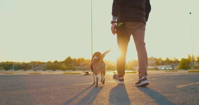  Owner teaches beagle dog to skate in the parking. Slow motion