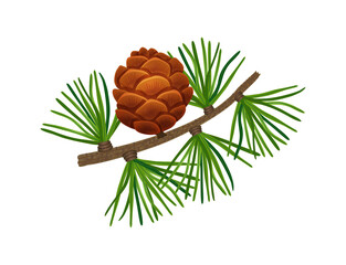 Conifer Tree Pine Composition