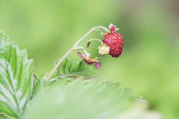 dojrzałe czerwone poziomki na krzewie