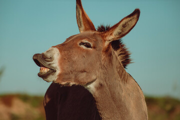Donkey laughs at the camera. Horses graze around him in nature. It is a sunny day in the yard.