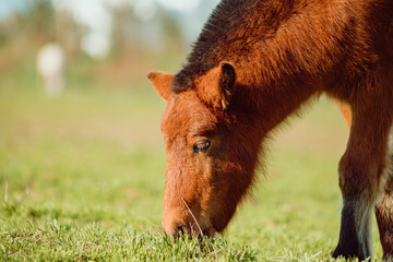 A little pony grazes, runs and plays in nature. Horses also graze around him. It is a sunny day in the yard.