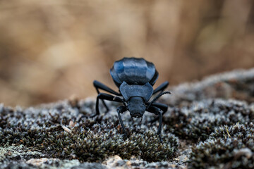 Black beetle in its natural environment.
