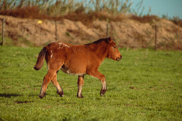 A little pony grazes, runs and plays in nature. Horses also graze around him. It is a sunny day in the yard.