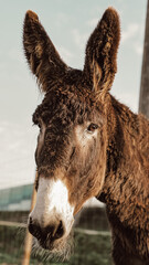 Donkey laughs at the camera. Horses graze around him in nature. It is a sunny day in the yard.