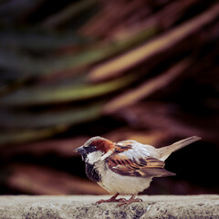 ¡Listo para volar¡