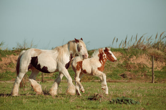 Gypsy horses in nature on a sunny day. Everything is green and there will be a sunset soon. There are also ponies, donkeys and foals.
