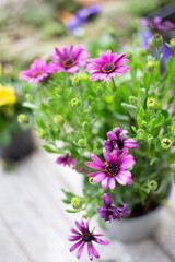 Pink flowers in bloom plant on a flower pot on a domestic garden