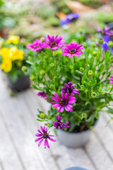 Pink and purple daisy flowers in bloom on a flower pot