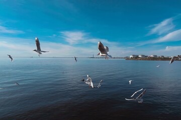 seagulls on the beach