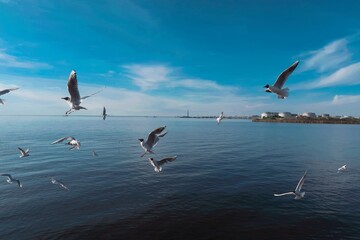 seagulls in flight