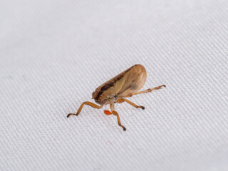 Meadow froghopper or spittlebug aka Philaenus spumarius with red tick or mite attached.