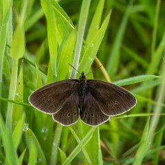 Ringlet butterfly aka Aphantopus hyperantus.