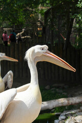 The great white pelican Pelecanus onocrotalus aka the eastern white pelican, rosy pelican or white pelican