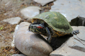 Red Eared Terrapin - Trachemys scripta elegans. Pond slider