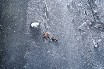 A branch with dry yellowed leaves froze in frozen water. The plant is under the ice.