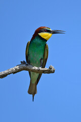European bee-eater // Bienenfresser (Merops apiaster) - Greece