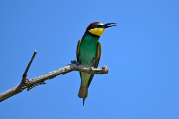Bienenfresser // European bee-eater (Merops apiaster)