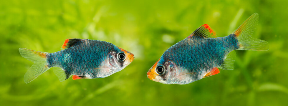 Puntius tetrazona -  aquarium fish
