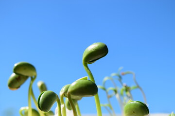 Green soybean sprouts. Sprouted beans on blue sky background.