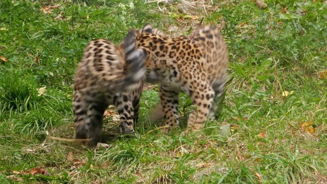 Playful leopard cubs