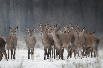 Beautiful herd of red deer, Cervus elaphus, on a white meadow in the snow, large forest animals in the game refuge, nature reserve in winter, beautiful snow-covered meadow and wild animals
