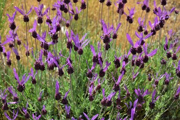 cantueso, lavandula 