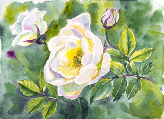 Terry white wild rose on a bush, watercolor illustration, print for poster, greeting card, book cover and other designs.