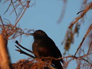 Pájaro silvestre observado desde el atardecer 