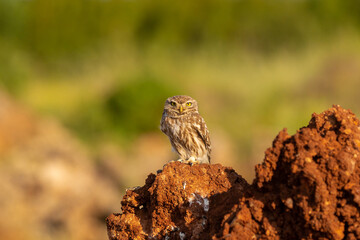 Little owl (Athene noctua) is a small owl species from the owl family