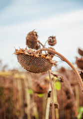 Dry ripe sunflower close up detail, blue bright sky and field soft blurry background