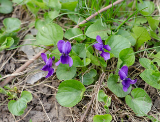 flowers in the garden