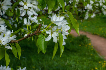 flowers in the garden