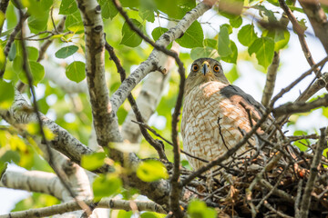 Cooper's Hawk (Accipiter cooperii) perched in a nest and looking at the camera. Beautiful Canadian wildlife background