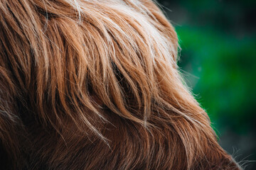 Extreme close up shot of a Highland Cow's eye in Scotland