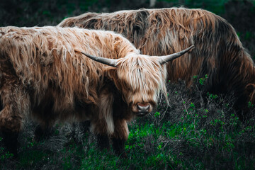 Close up shot of a Highland Cow in Scotland